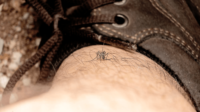 CBD cannabidiol against mosquito bites, how to soothe the pain?
