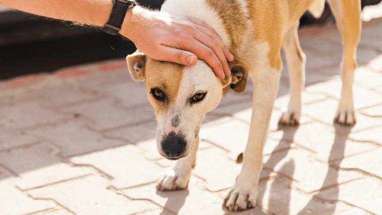 Artrose bij honden verlichten met CBD