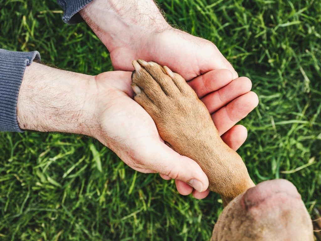 Aliviar la artrosis en perros con CBD