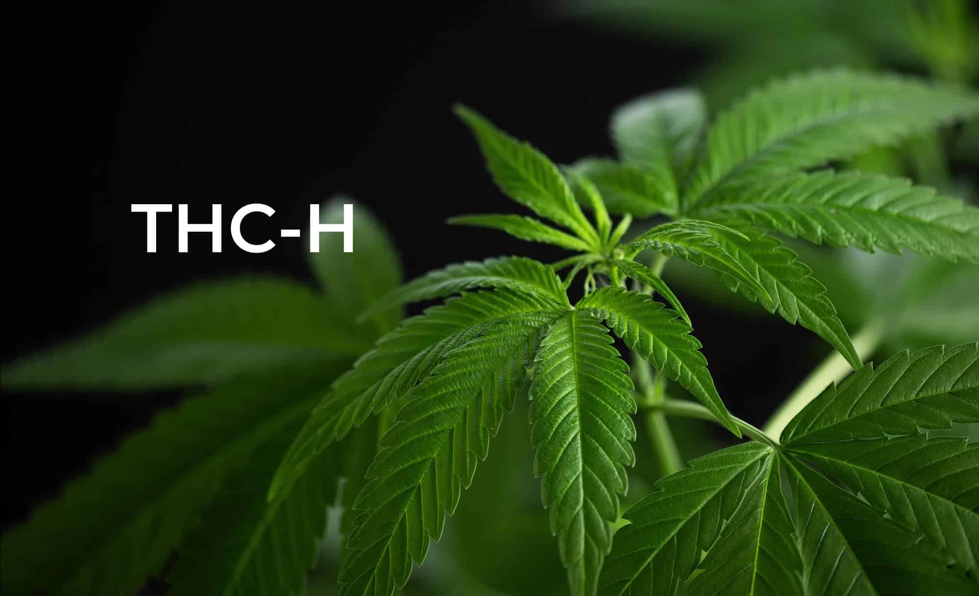 THC-H tétrahydrocannabinol