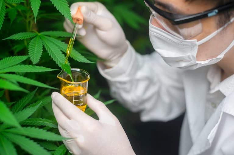 H4-CBD and H2-CBD banned in France: two cannabis derivatives classified as narcotics