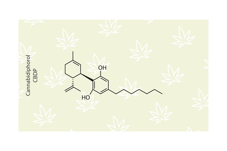Le CBDP (cannabidiphénol) est un cannabinoïde rare découvert récemment dans le cannabis. Découvrez sa production, ses effets potentiels, les effets secondaires et la législation.