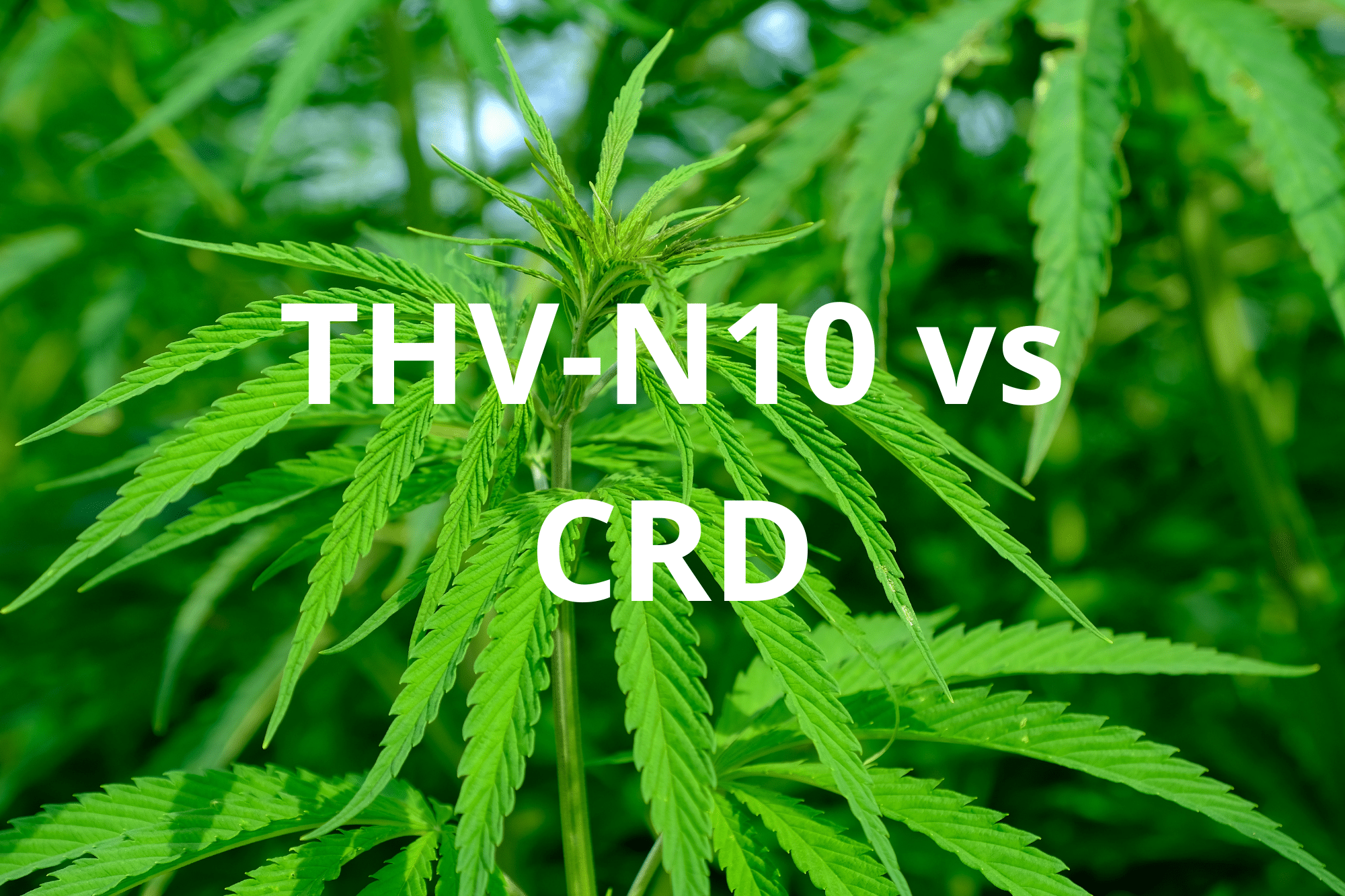 Oplev THV-N10, en spirende cannabinoid, og hvordan Lord Of CBD&#39;s CRD tilbyder et lovligt alternativ i Frankrig og Europa. Nyd en unik oplevelse med produkter rige på cannabinoider, der er i overensstemmelse med gældende love.